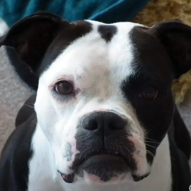 Black and white gog at home