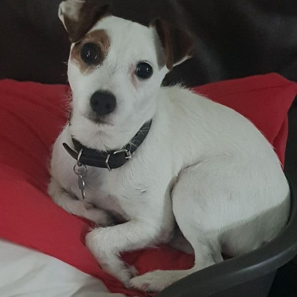Little dog at home