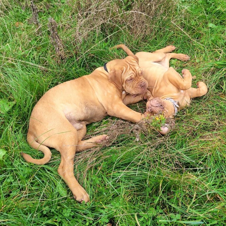 Two vaccinated puppies on a professional puppy walk with a professional dog walker in County Durham
