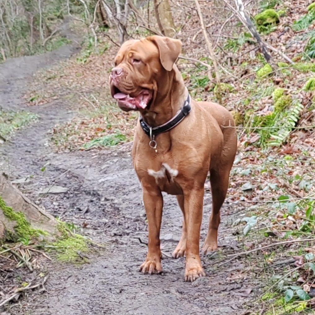 “Dog looking at their walker during a personalised one‑to‑one walk in county Durham.”